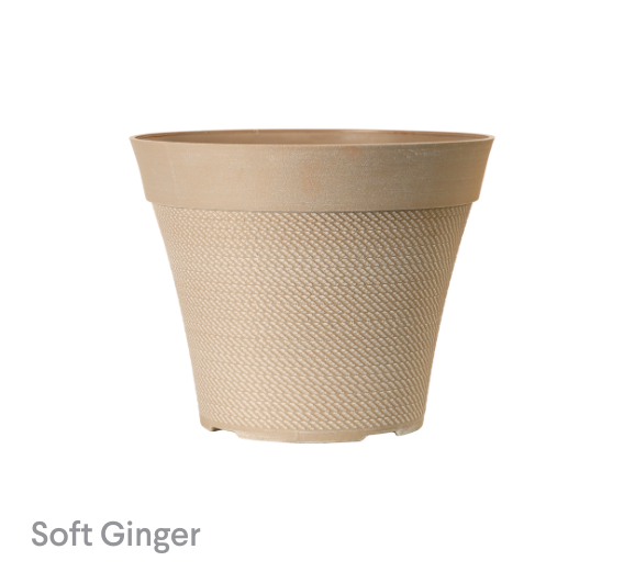 image of Soft Ginger Pacifica